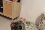 Chien