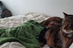 Chien