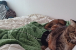 Chien