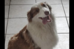 Chien