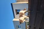 Chien