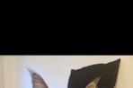 Chien