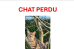 Chien