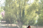 Chien