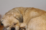 Chien