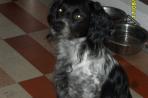 Chien