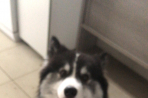 Chien