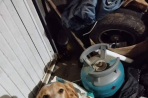 Chien