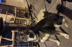 Chien