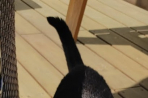 Chien