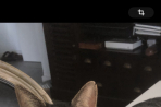 Chien