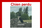 Chien