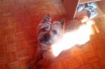 Chien