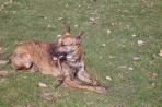 Chien
