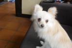 Chien