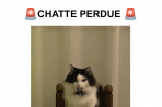Chien