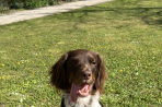 Chien