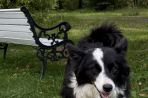 Chien
