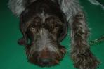 Chien