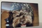 Chien