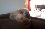 Chien