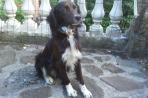 Chien