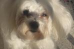 Chien
