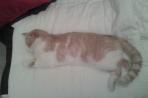 Chien