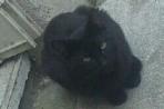 Chien