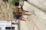 Chien