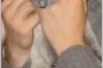 Chien