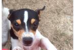 Chien