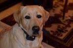 Chien