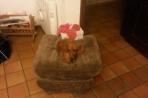 Chien