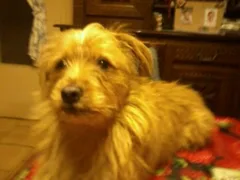 Chien perdu Croisé