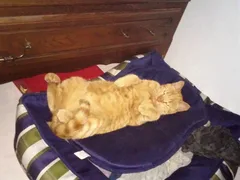 Chat perdu Sans race particulière