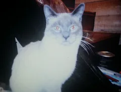 Chat perdu Siamois
