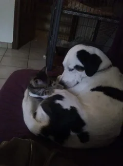 Chien perdu Croisé