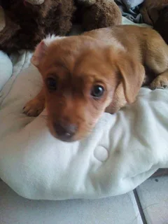 Chien perdu Ratier pragois