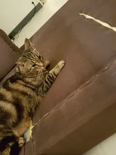 Chat trouvé Européen