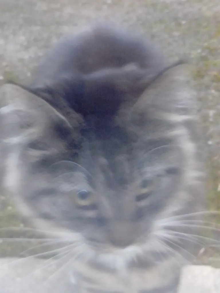 Chat trouvé