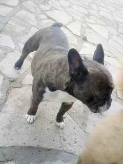 Chien trouvé Bouledogue Français