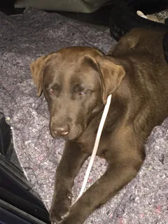 Chien trouvé Labrador-Retriever