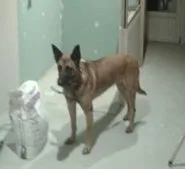 Chien perdu Berger Belge Malinois