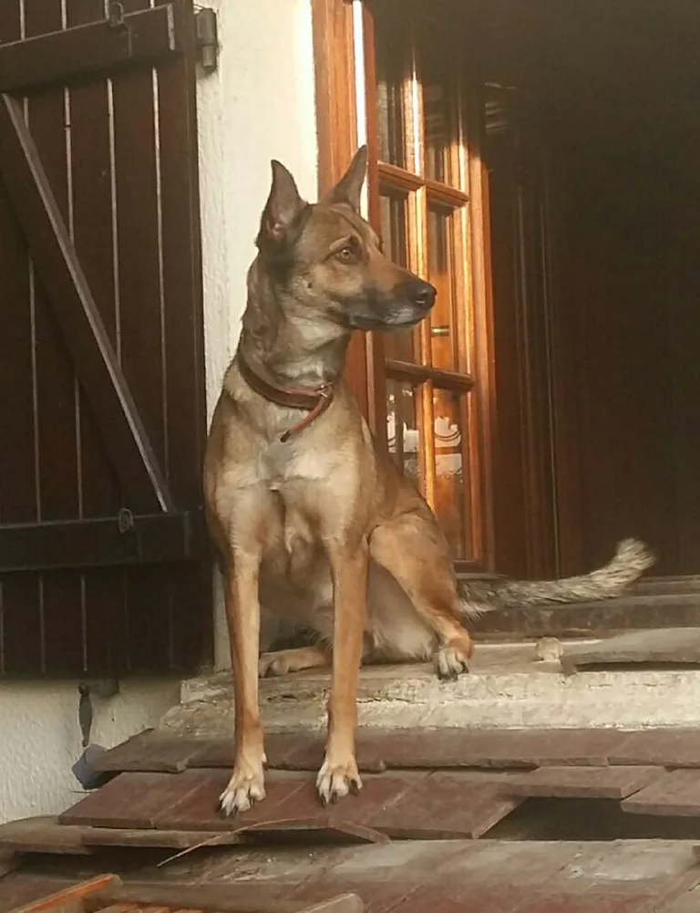 Kaya