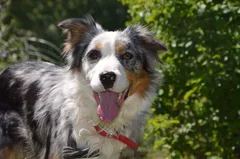 Chien perdu Berger Australien