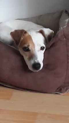Chien perdu Jack-Russell-Terrier
