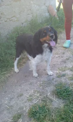 Chien trouvé Epagneul Breton