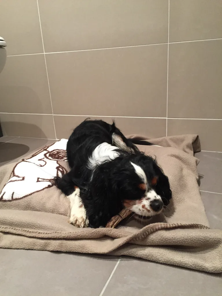 Chien trouvé