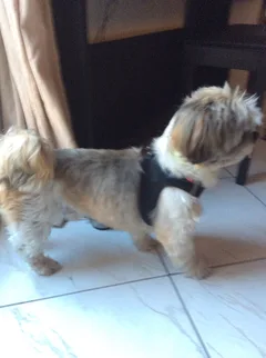 Chien trouvé Lhassa Apso
